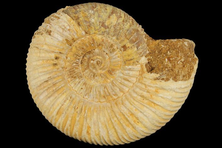 Perisphinctes Ammonite - Jurassic #100227